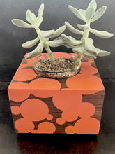 Load image into Gallery viewer, SUCCULENT PLANTER  in Walnut Wood and Bubble Cloud Resin
