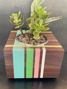 PACIFIC SUCCULENT PLANTER  in Walnut Wood and Resin Banding
