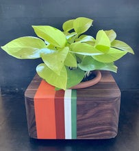 Load image into Gallery viewer, 8&quot; PACIFIC PLANTER - in Walnut Wood with Cast Resin Banding

