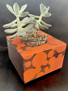 SUCCULENT PLANTER  in Walnut Wood and Bubble Cloud Resin