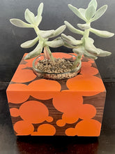 Load image into Gallery viewer, SUCCULENT PLANTER  in Walnut Wood and Bubble Cloud Resin
